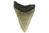 Bargain, Fossil Megalodon Tooth - North Carolina #153002-1
